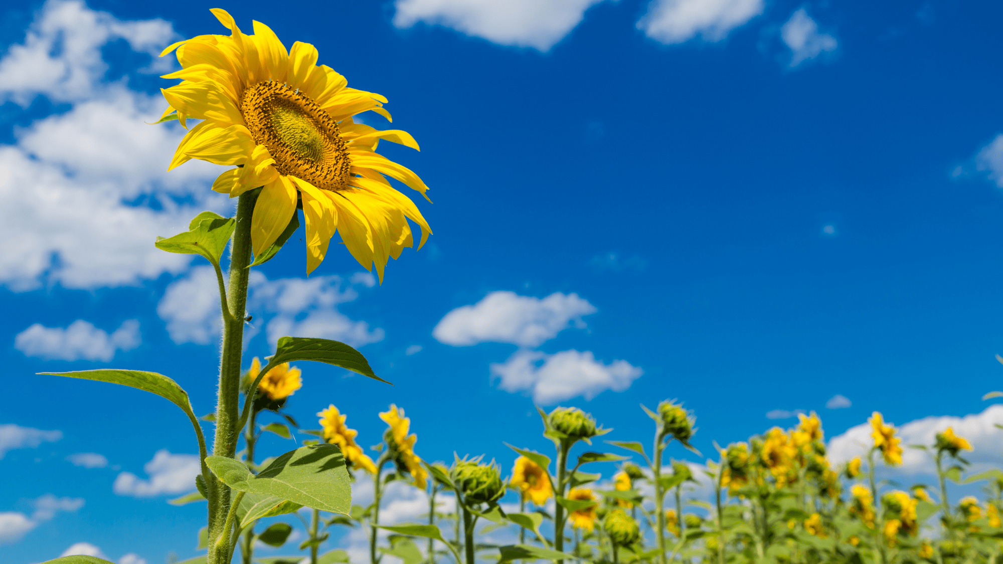 sunflowers in field facing sun