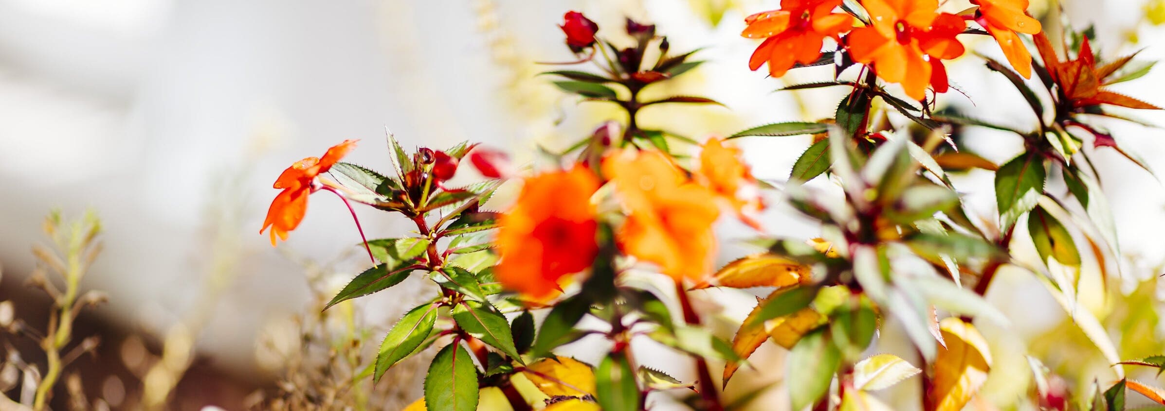 flowers and leaves